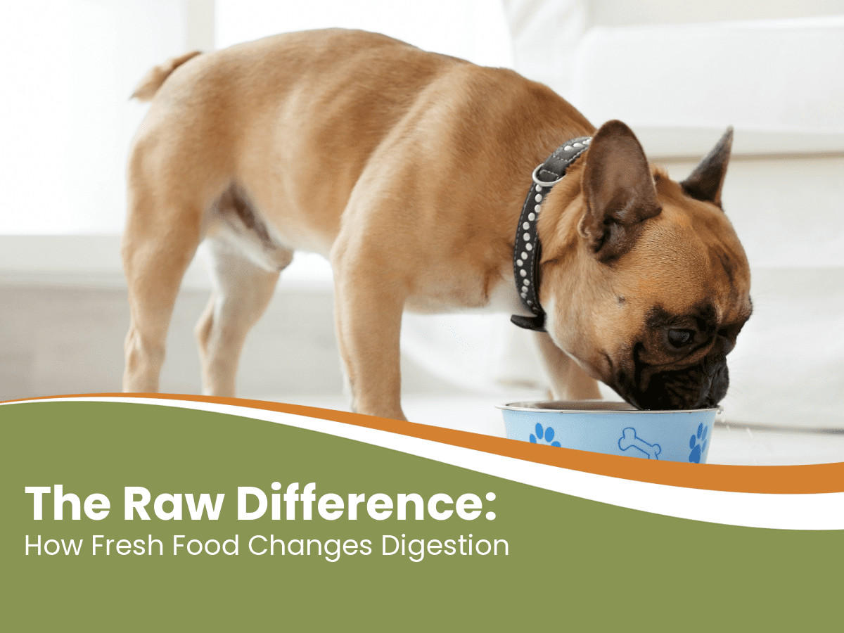 benefits of raw dog food