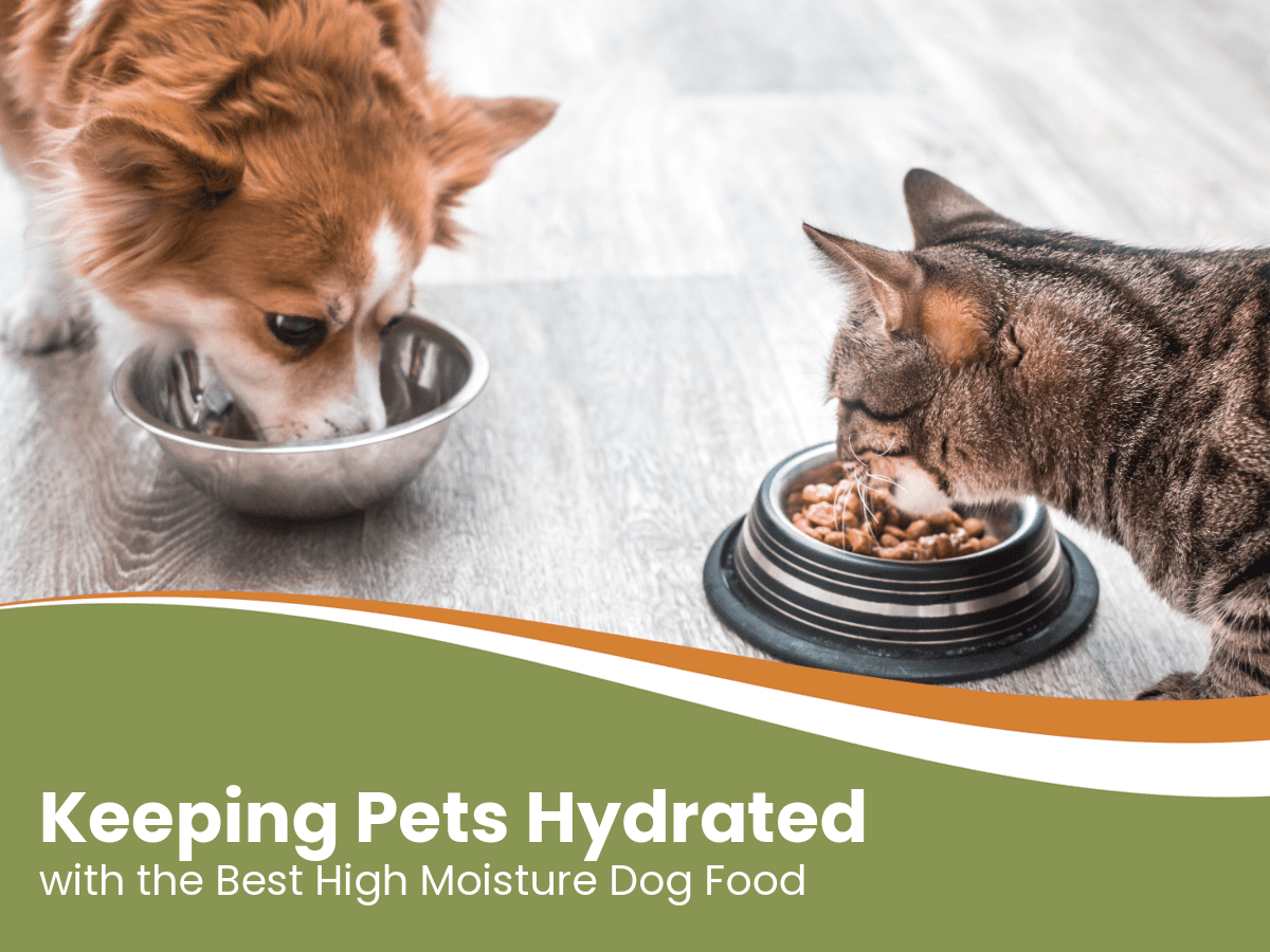 keeping pets hydrated