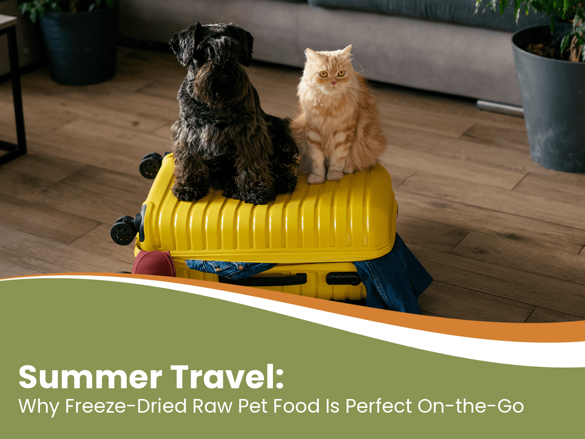 Best Freeze Dried Raw Pet Food for Summer Travel