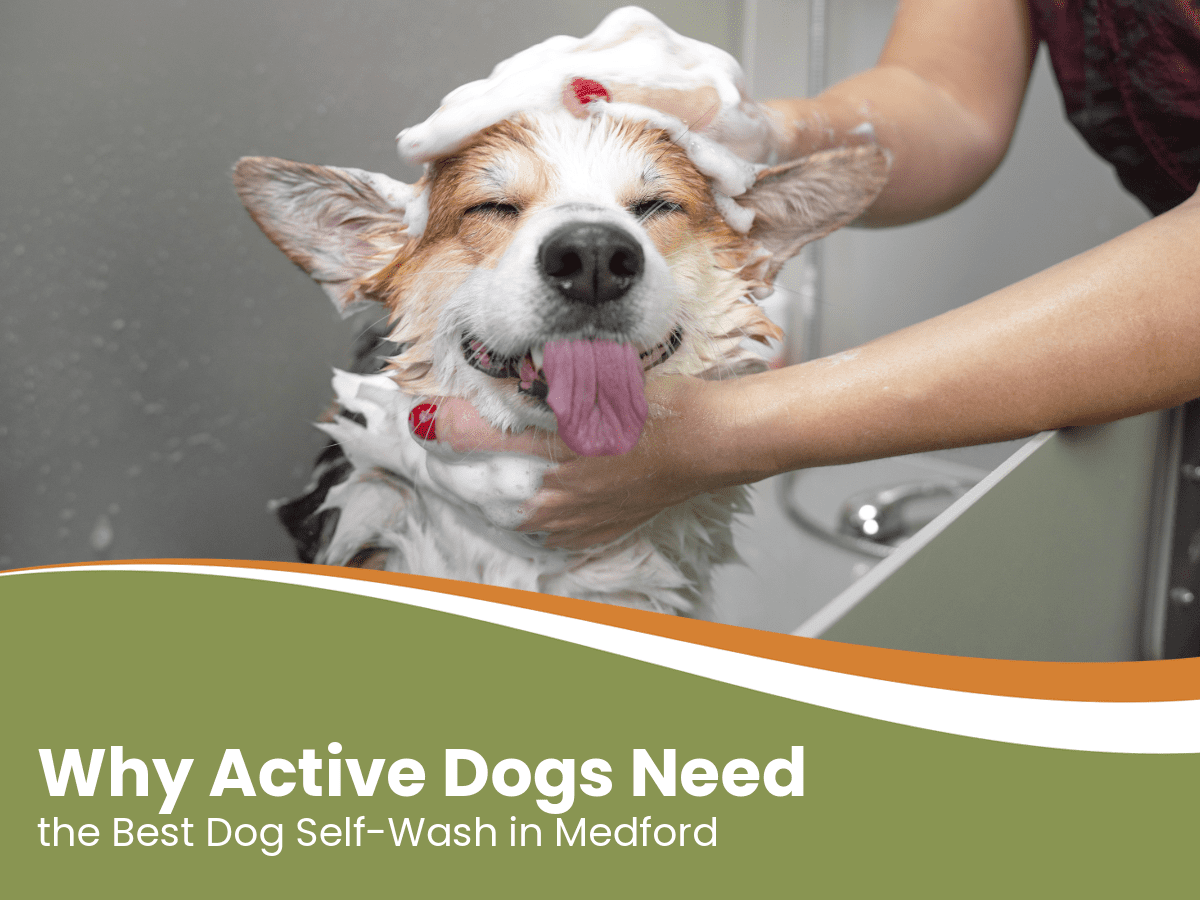 Best dog self wash in Medford