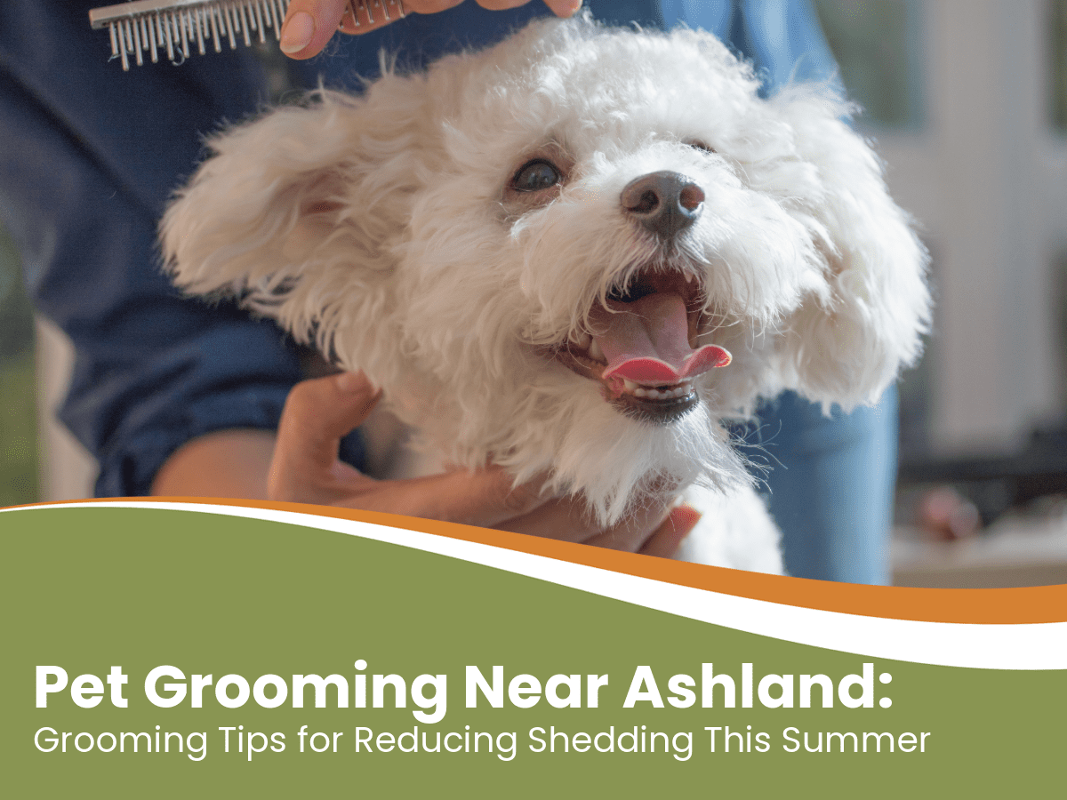 Pet Grooming near Ashland