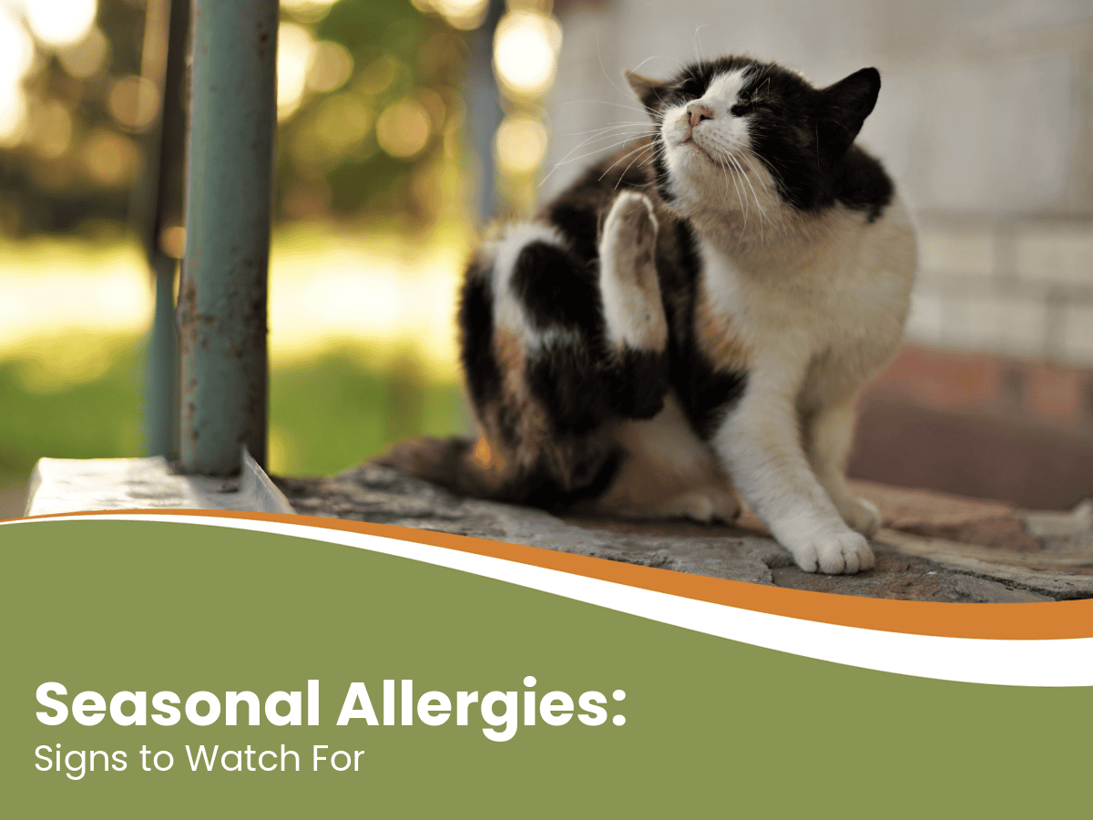 Pet Suffers from Seasonal Allergies