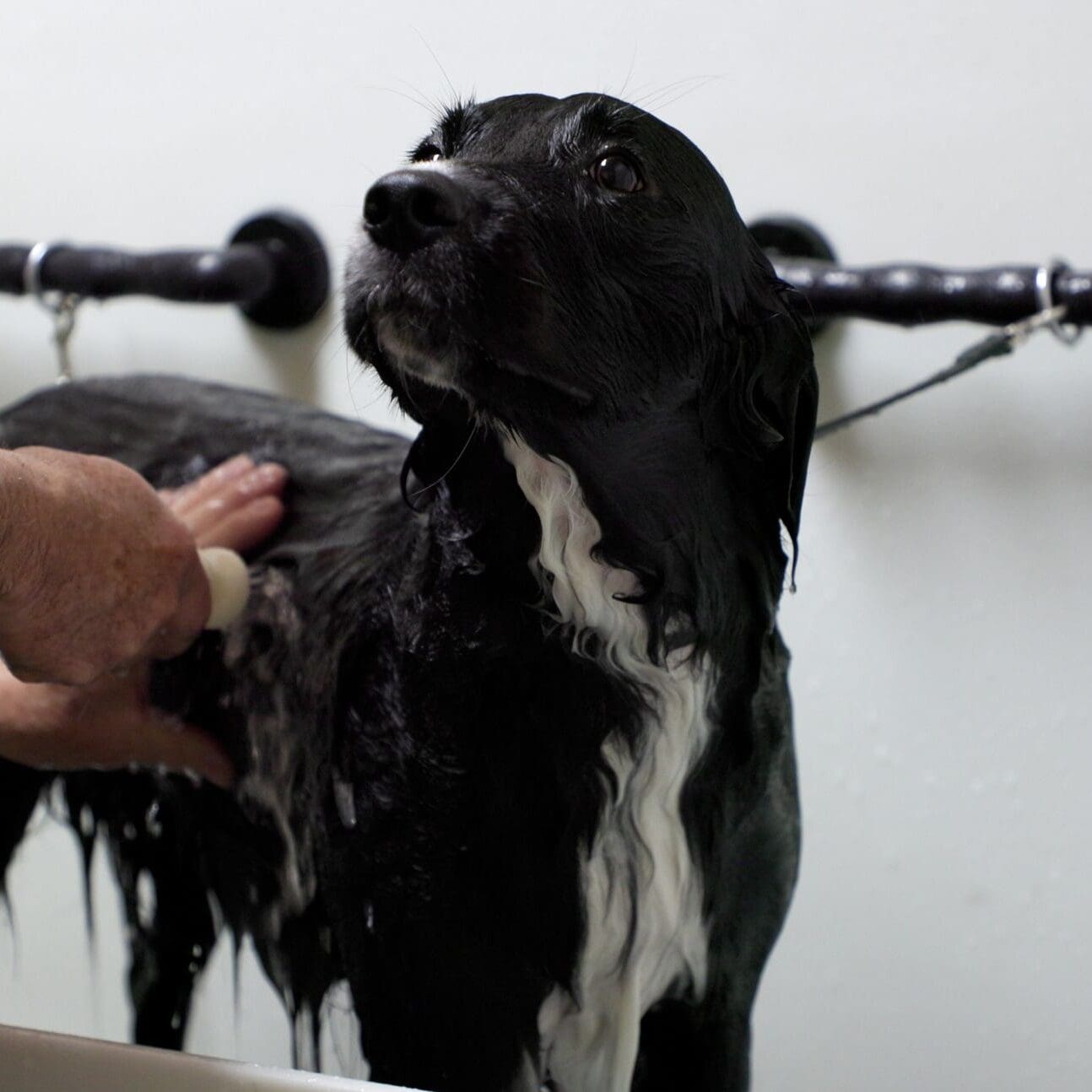 Hero Video - 4K - No Vignette.00_00_32_17.Still001